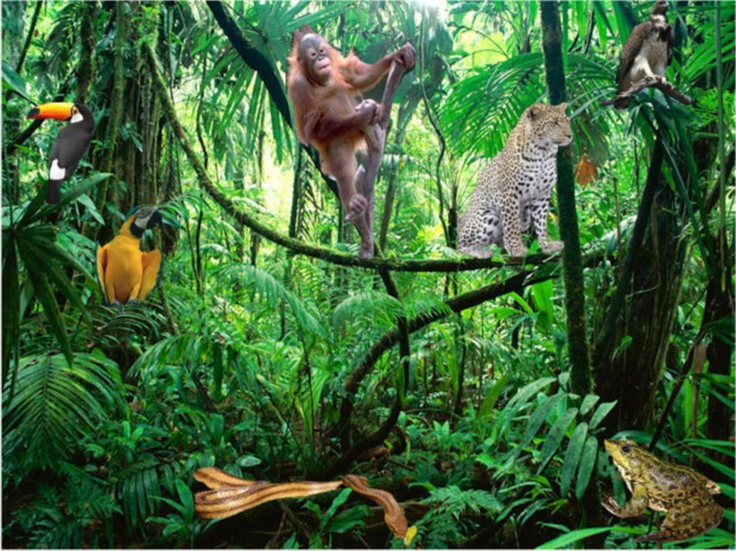 Животный мир экваториальных тропических лесов. Экваториальные леса Африки фауна. Зона влажных экваториальных лесов животный мир. Фауна экваториальных лесов Африки. Животный и растительный мир джунглей.